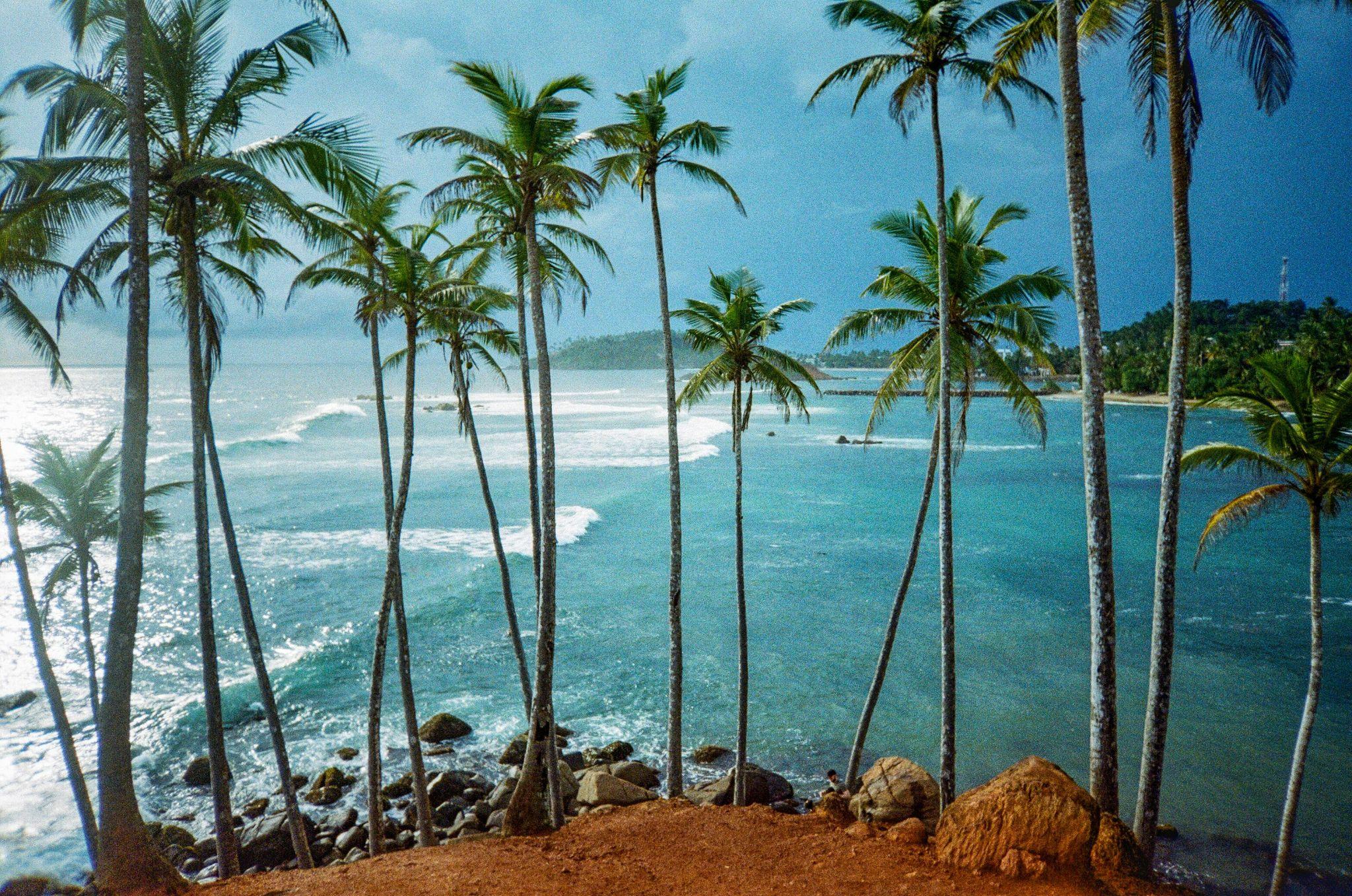 Palme sulla costa di Ahangama